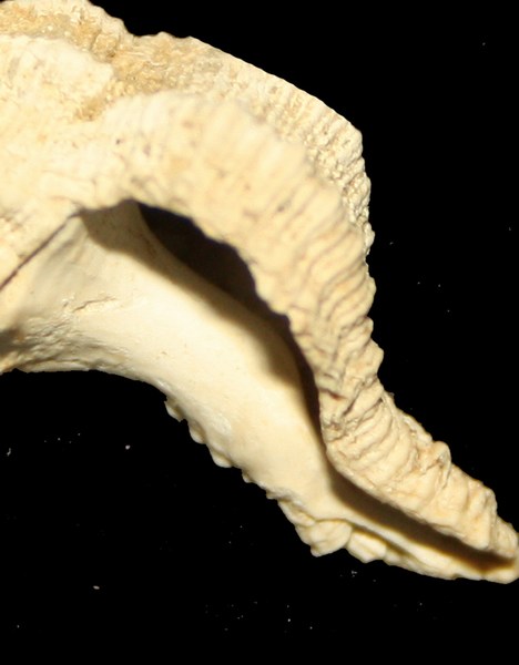 Hexaplex trunculus (Linneo, 1758) - Pleistocene Brindisi